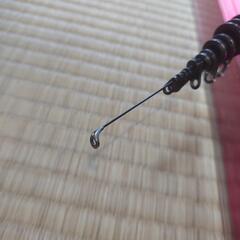 ラフィーネ　2号-530