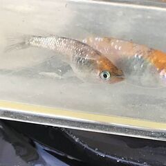 【値下げ】三色ラメ幹之メダカ（頭部が朱赤色になるタイプ）　成魚　...