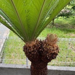 蘇轍ダブルヘッド　引き取り限定ソテツ 蘇轍ダブルヘッド 引き取り限定ソテツ 蘇轍ダブルヘッド 引き取り限定