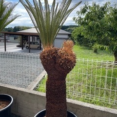 取引完了】ソテツ ダブルヘッド 蘇鉄大株 新葉 約1.8m