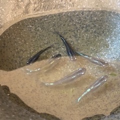 ジャパンブルー　幼魚　230617