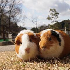 ナイトズーです！7/23、のんほい動物園に行ける方ー？