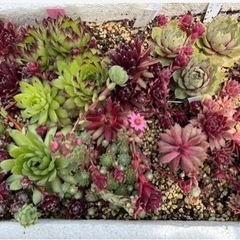 多肉植物 sempervivum