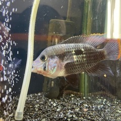 熱帯魚　グリーンテラー　メス　10cm