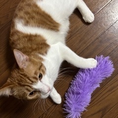 猫ちゃん　10ヶ月