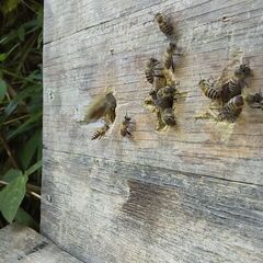 二ホンミツバチ（日本蜜蜂）の分蜂群（重箱式巣箱）