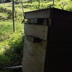 二ホンミツバチ（日本蜜蜂）の分蜂群（重箱式巣箱）