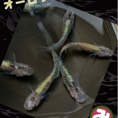 【ネット決済・配送可】メダカの卵　オーロラ黄ラメ15個＋α