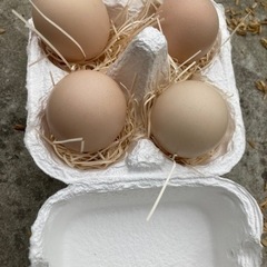 平飼い烏骨鶏の卵