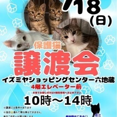 6/18（日）保護猫の譲渡会🐈