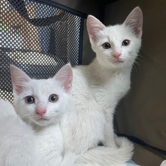 白猫の姉妹の画像