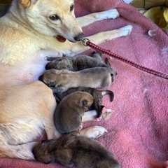 子犬が産まれました