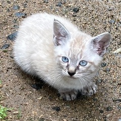 仔猫の里親募集しています