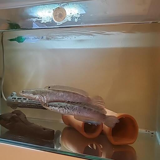 スネークヘッド　熱帯魚　水槽