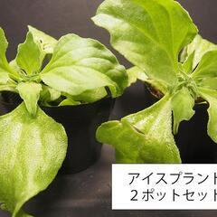 【多肉植物・塩味野菜】アイスプラントの苗　2ポットから！