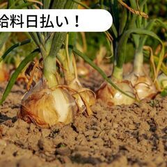 【日払い】愛媛県東温市下林で玉ねぎの収穫作業補助のお仕事！【単発...