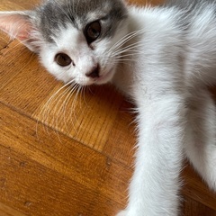 【急ぎ】生後2,3ヶ月のオス仔猫です