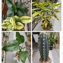 観葉植物もらってください