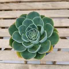 (お話し中)多肉植物　七福神　中型