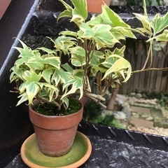 園芸　鉢　ヘデラ　アイビー　植物