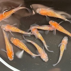 王華　メダカ成魚　男子校（+雌1）　めだか（0618）