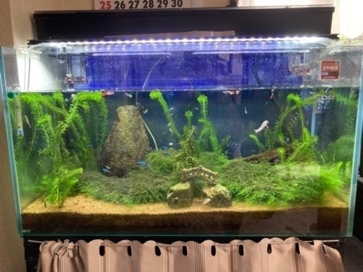 水槽\u0026濾過装置　引き取り先決まりました！