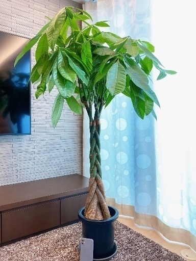 ねじりパキラ　8号鉢　全長145cm 観葉植物
