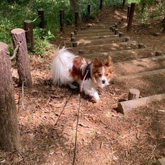 犬友達募集の画像