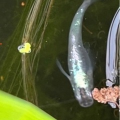 アジサイメダカの稚魚〜若魚