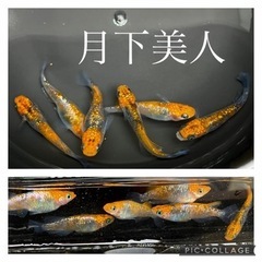 《6/26更新》【nego_mdk】メダカの針子抜け〜稚魚サイズ