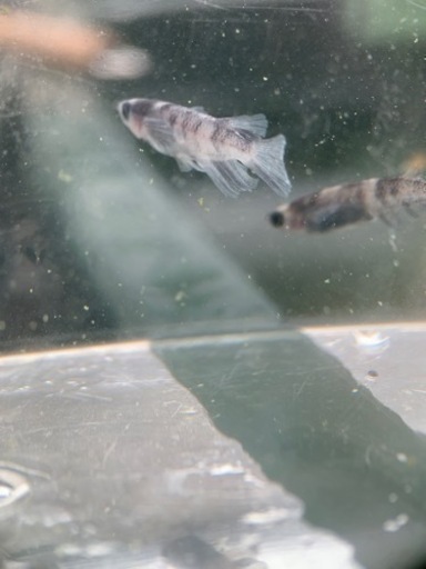 和墨RLF 1ペア 成魚 産卵中個体 種親 兄弟に黄色色素持ち