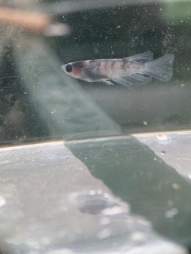 和墨RLF 1ペア 成魚 産卵中個体 種親 兄弟に黄色色素持ち