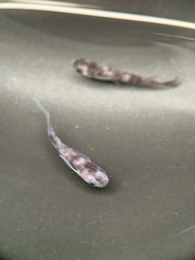 和墨RLF 1ペア 成魚 産卵中個体 種親 兄弟に黄色色素持ちのレア個体 和墨RLF 1ペア 成魚 産卵中個体 種親 兄弟に黄色色素持ち