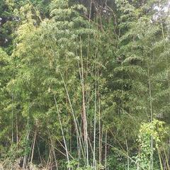 竹の伐採行います。