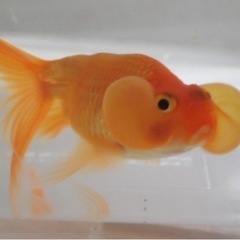 金魚　水泡眼　幼魚　キャリコ