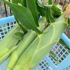 超希少！世界一甘いトウモロコシ🌽