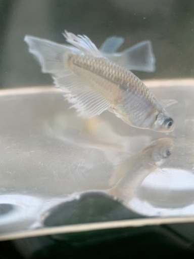 富士宮めだか エメキン×グランブルー 1ペア メダカ 産卵中