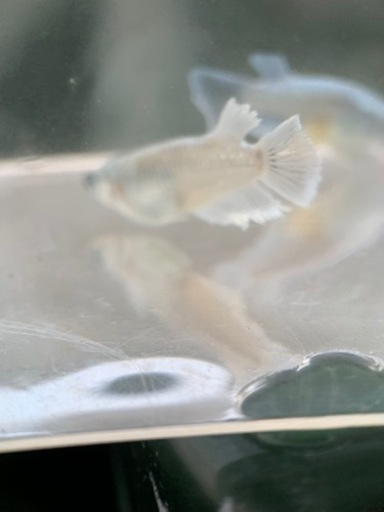 富士宮めだか エメキン×グランブルー 1ペア メダカ 産卵中