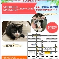 6/25保護ねこの里親会