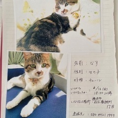 迷い猫　横浜市西区藤棚