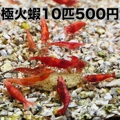 7 極火蝦　10匹500円　レッドファイアーシュリンプ　レッドフ...