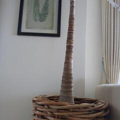 観葉植物　ヤシの木　マニラヤシ　約2.3メートル