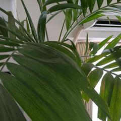 観葉植物　ヤシの木　マニラヤシ　約2.3メートル
