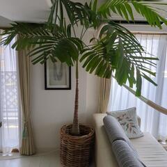 観葉植物　ヤシの木　マニラヤシ　約2.3メートル