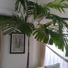 観葉植物　ヤシの木　マニラヤシ　約2.3メートル