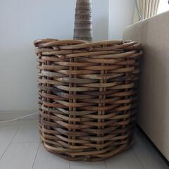 観葉植物　ヤシの木　マニラヤシ　約2.3メートル