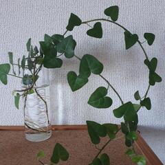 Ⅲ】観葉植物　ハートアイビー　長め含む　切り枝3本　