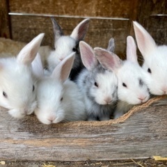 ウサギの赤ちゃんの里親募集中 − 大分県