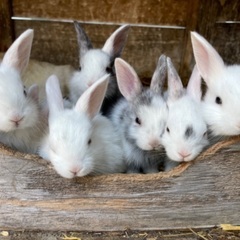 ウサギの赤ちゃんの里親募集中 - 里親募集