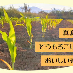 【7/23(日)】真夏の朝採れトウモロコシを、一年で最もおいしい瞬間に畑で食べる会の画像